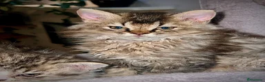 Selkirk Rex 4
