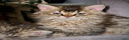 Selkirk Rex cats for sale: Gorgeous Selkirk rex kittens 😻 - Advert 32