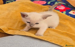 Tonkinese cats for sale: Registered, pedigree 1st generation,  VET checked  - Image 19