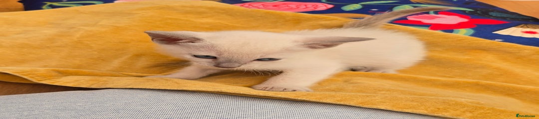 Lilac mink 