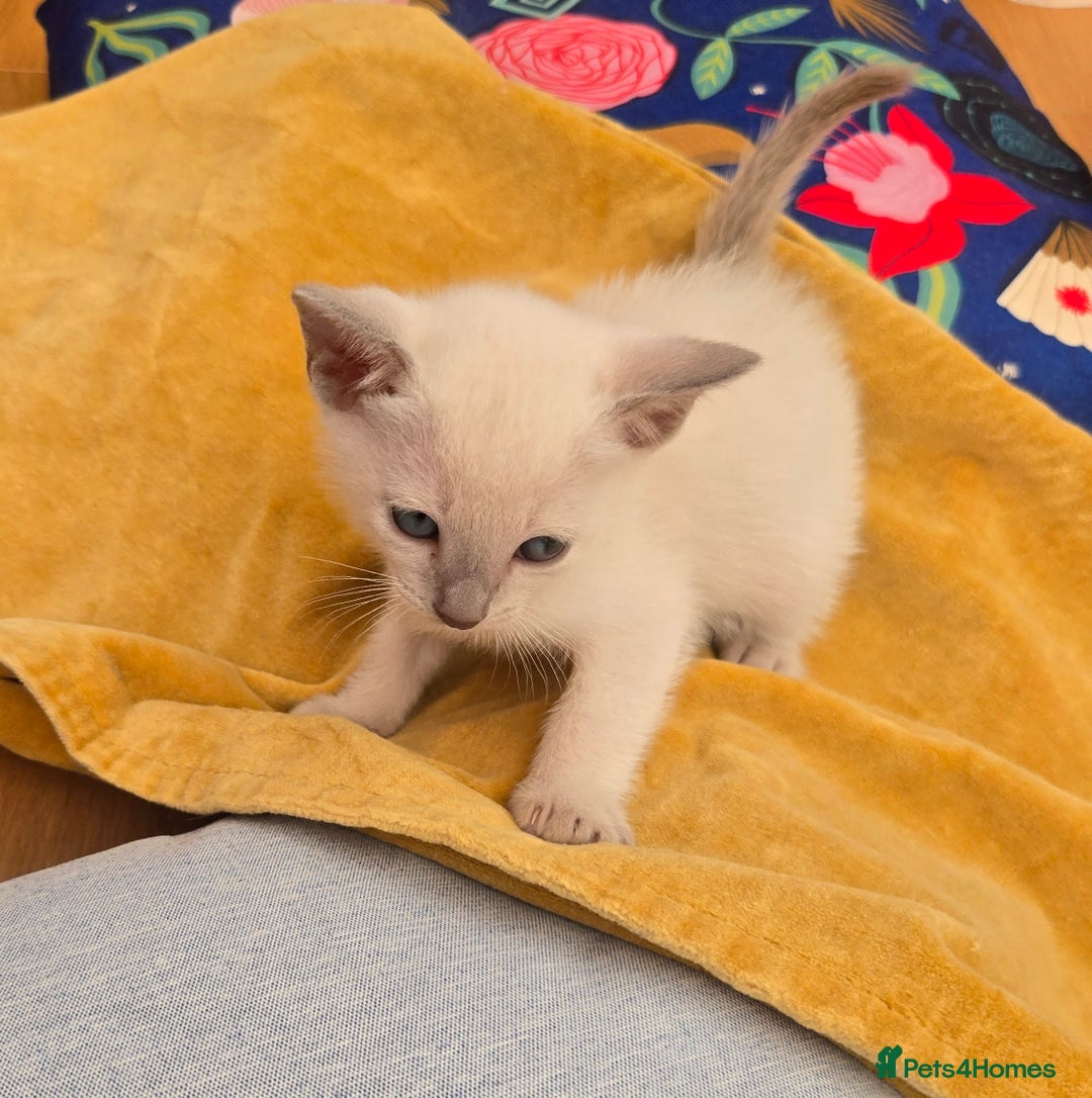 Tonkinese cats for sale: Registered, pedigree 1st generation,  VET checked  - Image 19