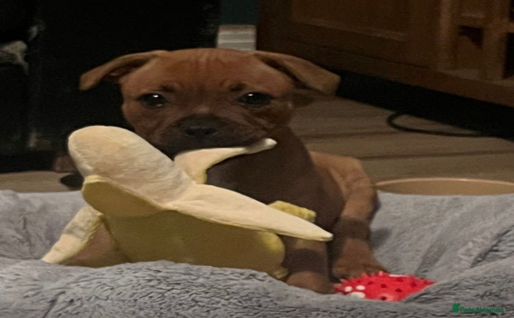 Staffordshire Bull Terrier dogs - Advert 1