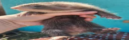 Ferret rodents for sale: Full and Semi angora kits  - Advert 4