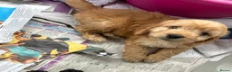 Cockapoo dogs for sale: F1 beautiful miniature cockapoos  - Advert 11