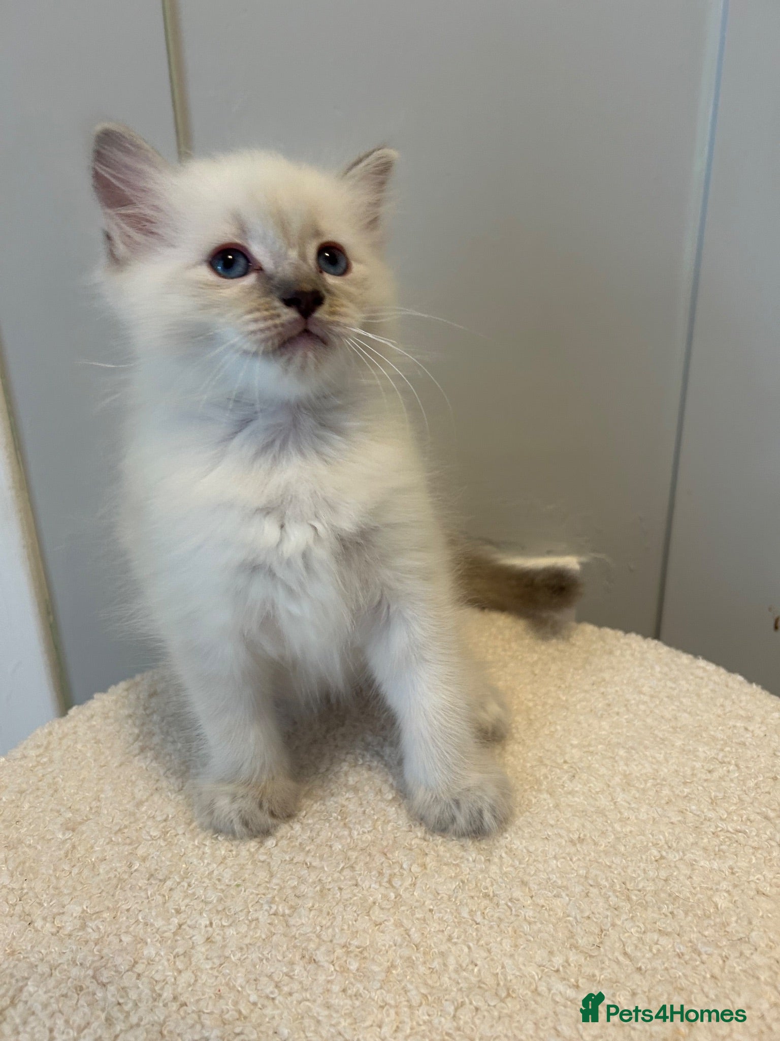 Ragdoll cats Ready !Beautiful pure Ragdoll male  - Advert 1