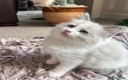 Ragdoll cats for sale: Pure longhair Ragdoll Kittens - Raised with Soul - Image 13