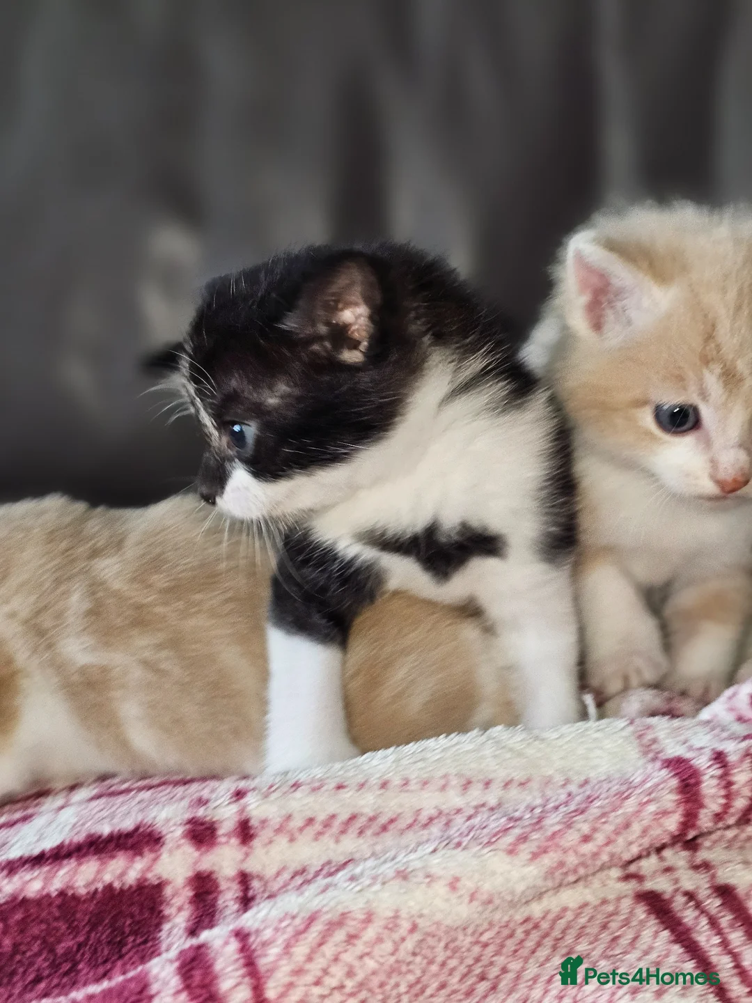 Domestic Shorthair cats for sale: Happy healthly gorgeous kittens - Advert 2