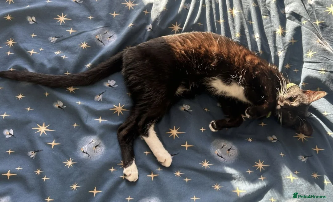 Mixed Breed cats for adoption: Male Cat for Adoption - Advert 6