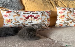 Mixed Breed cats for sale: Grey kittens for sale - Image 17
