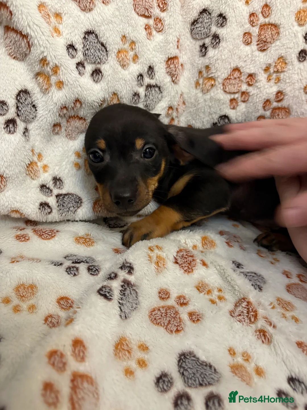 Mixed Breed dogs for sale: Daxi jacks ready now - Advert 5