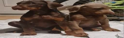 Dobermann dogs for sale: Doberman pups - Advert 11