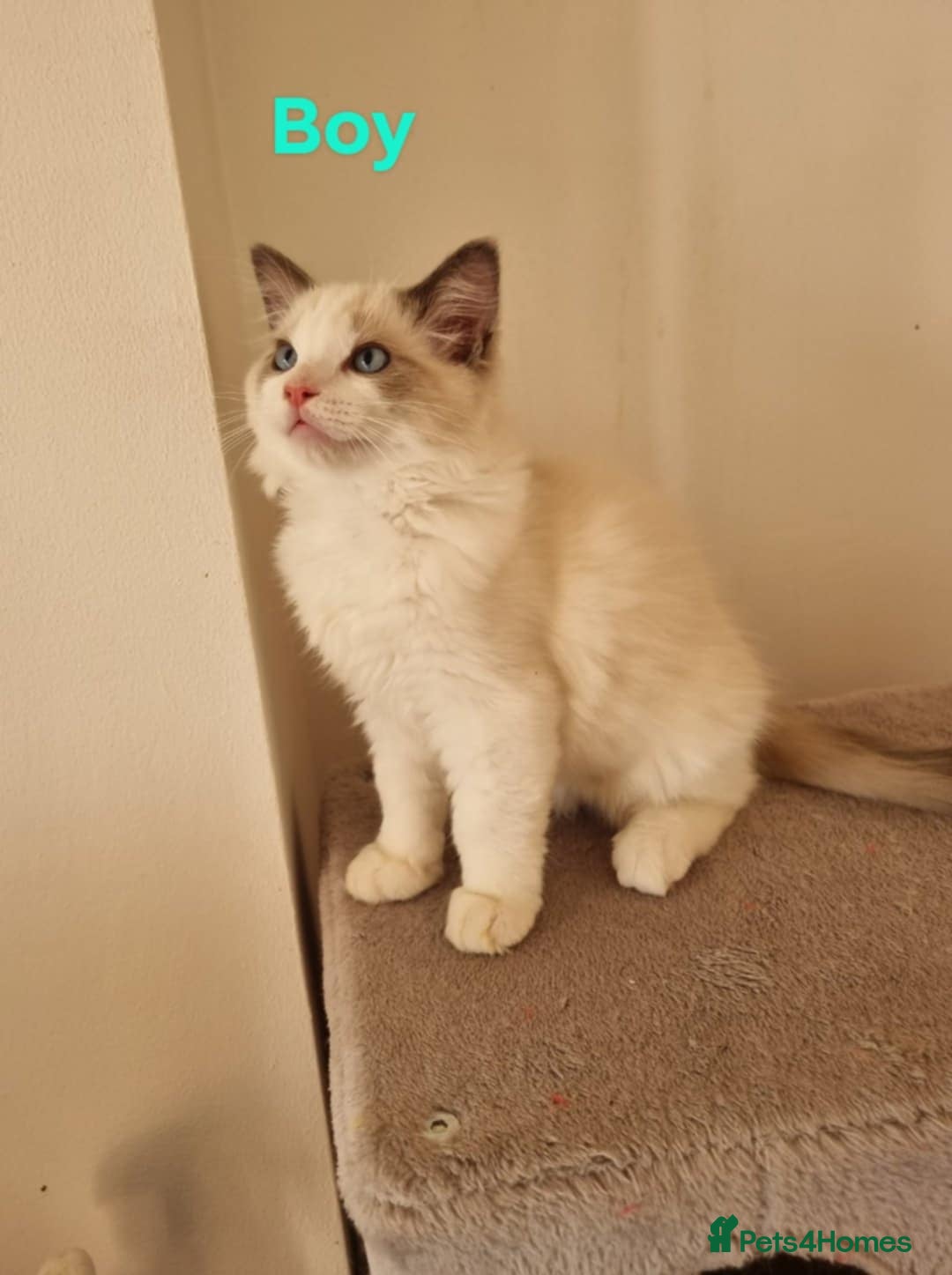 Ragdoll cats for sale: Bicolour ragdoll kittens  - Image 6