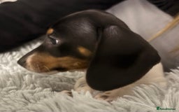 Miniature Dachshund dogs for sale: Four beautiful miniature dachshund girls - Advert 35