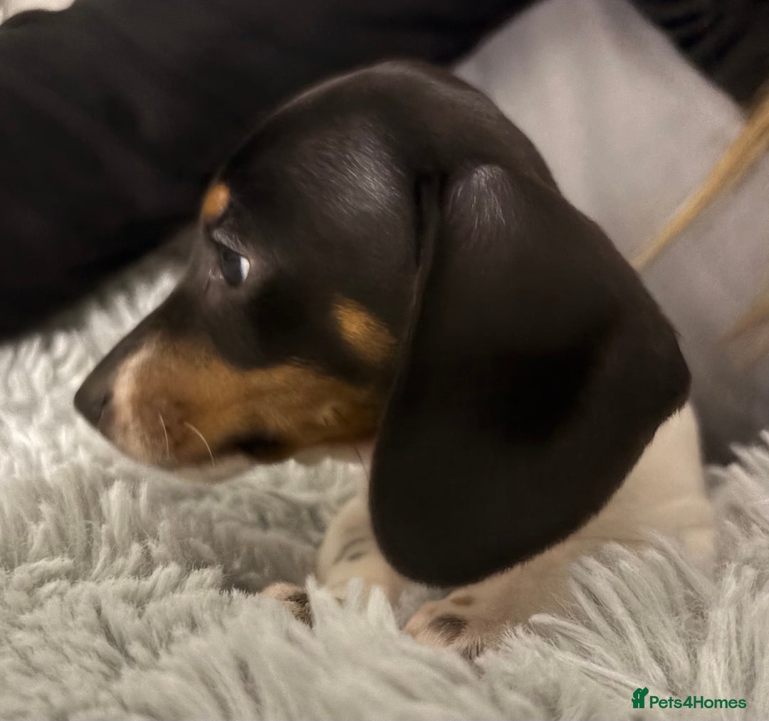 Miniature Dachshund dogs for sale: Four beautiful miniature dachshund girls - Advert 35
