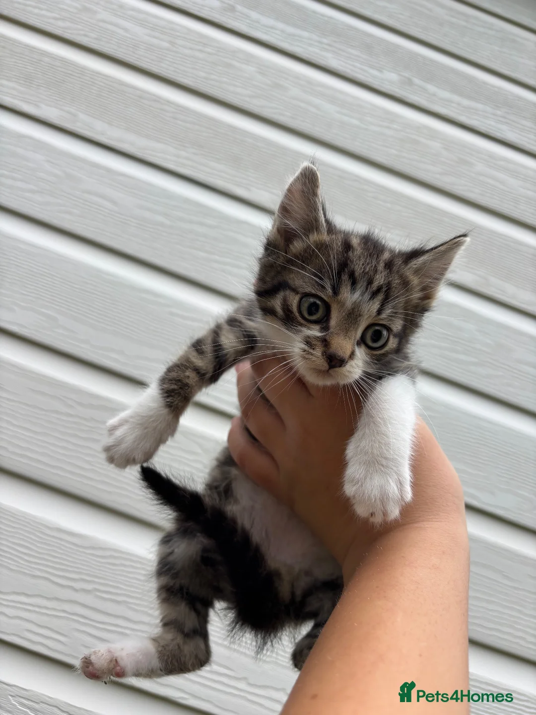 Mixed Breed cats for sale: Beautiful kittens in Pershore - Advert 1