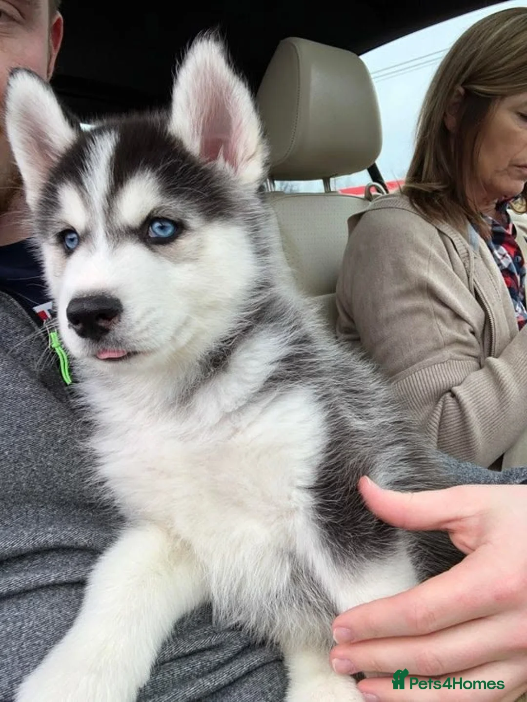 Siberian Husky dogs for sale: Excellent Siberian Husky puppies in Dudley - Advert 1