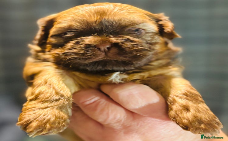 Shih Tzu dogs Beautiful shih tzu babies  - Advert 4