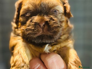 Shih Tzu dogs for sale: Beautiful shih tzu babies - Advert 1