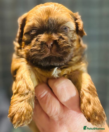 Shih Tzu dogs Beautiful shih tzu babies - Advert 4