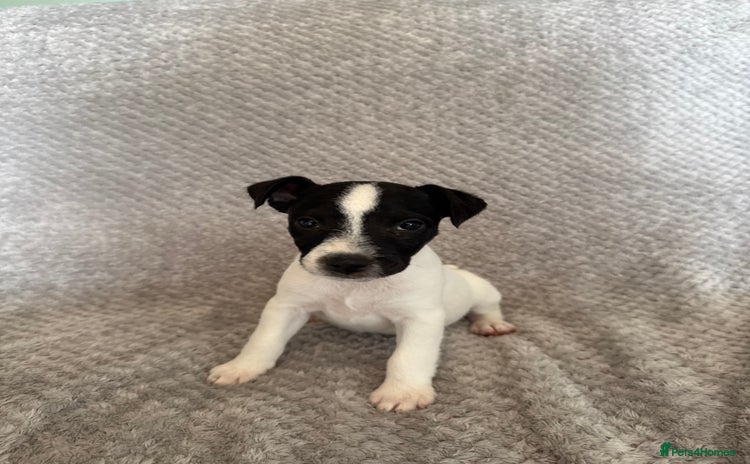 Jack Russell dogs - Advert 4