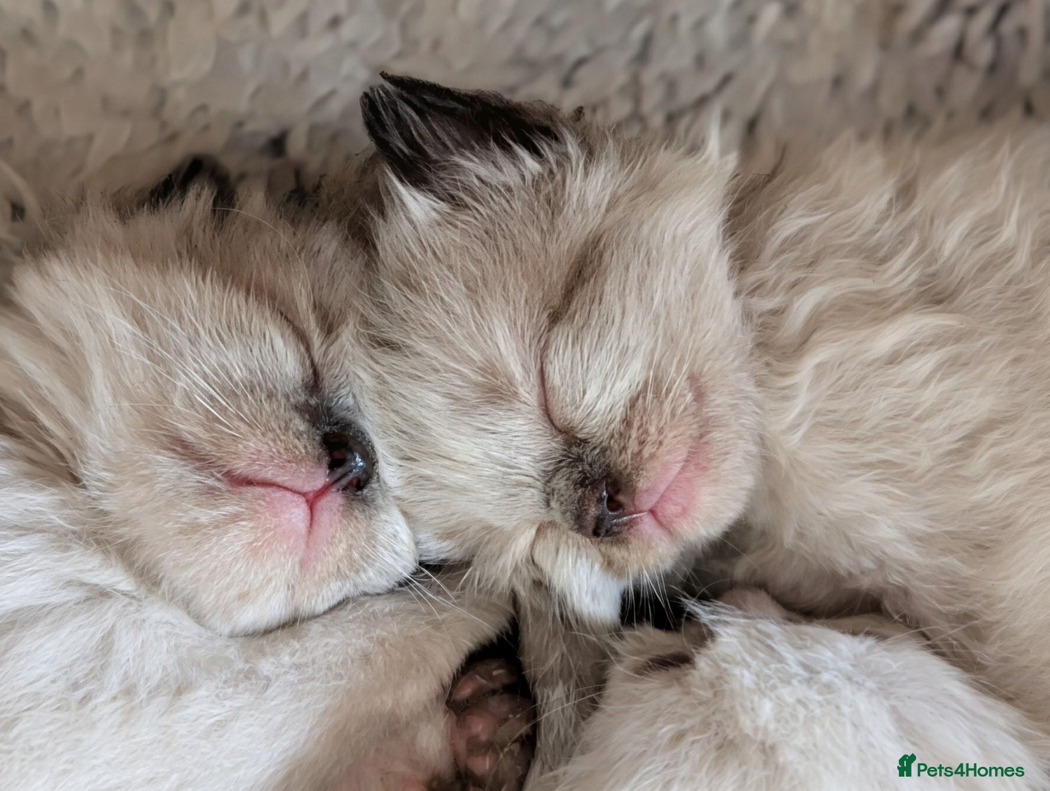 Ragdoll cats Beautiful ragdoll babies 💖💖💖 - Advert 11