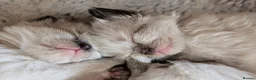 Ragdoll cats for sale: Beautiful ragdoll babies 💖💖💖 - Advert 20