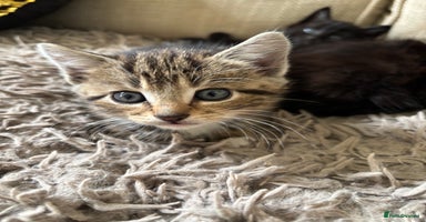 Mixed Breed cats - Advert 9