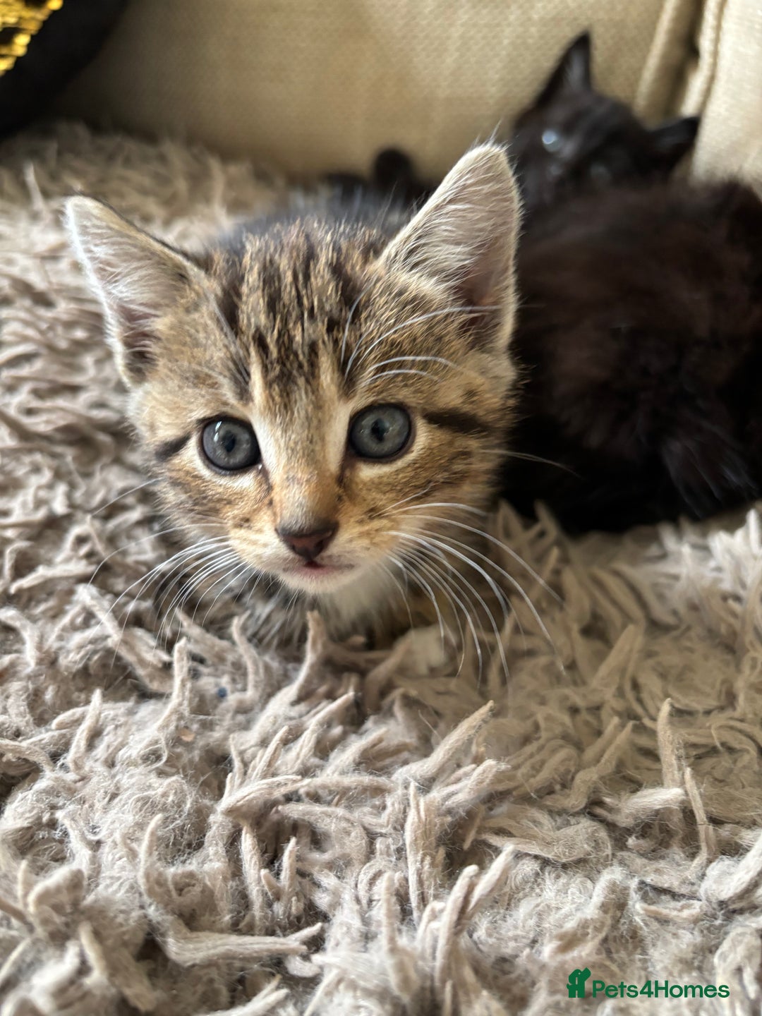 Mixed Breed cats for sale: 5 gorgeous kittens available  - Image 2