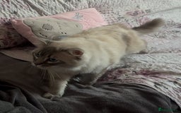 Ragdoll cats for sale: Rehoming this handsome Ragdoll male cross tabby - Image 10