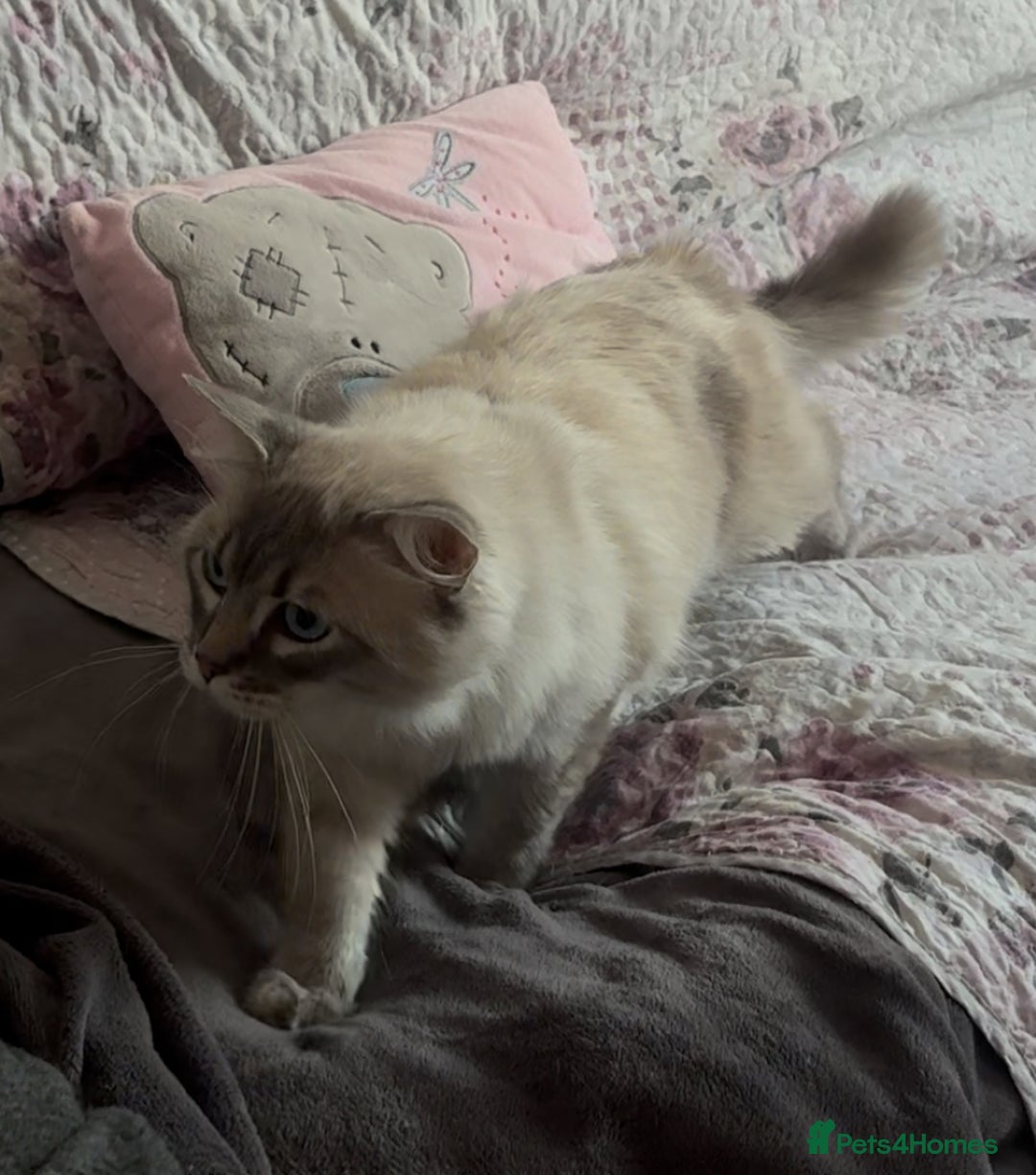 Ragdoll cats for sale: Rehoming this handsome Ragdoll male cross tabby - Image 10