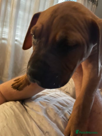 Mixed Breed dogs Long leg staff - Advert 1