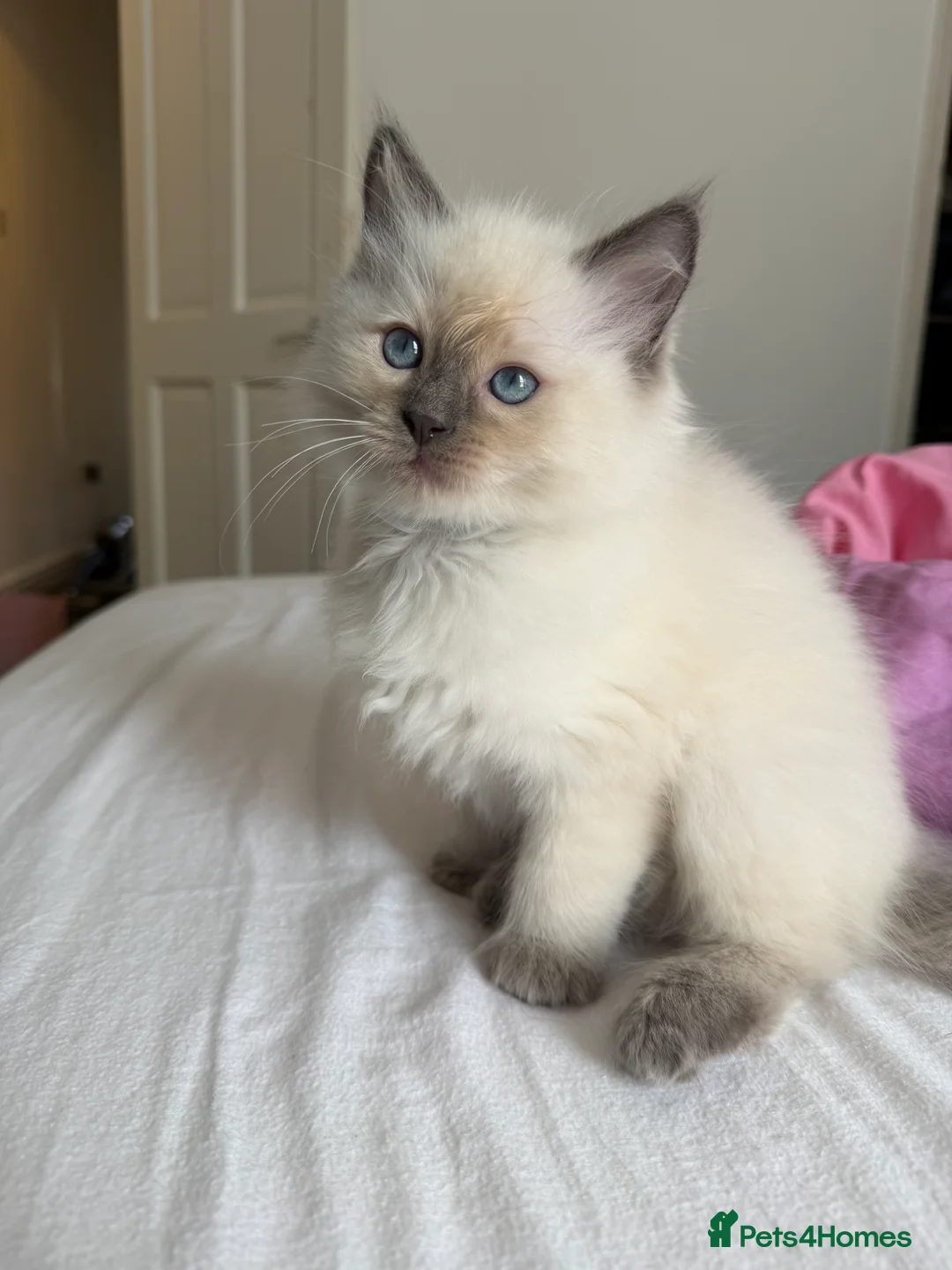 Ragdoll cats for sale: Ragdoll kittens - Advert 2