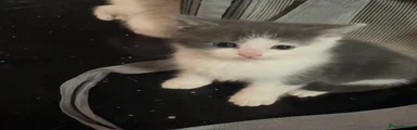 Kitten 2