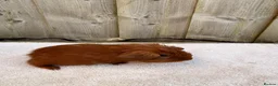 Guinea Pig rodents for sale: Gorgeous DEG boars  in Plymouth - Advert 9