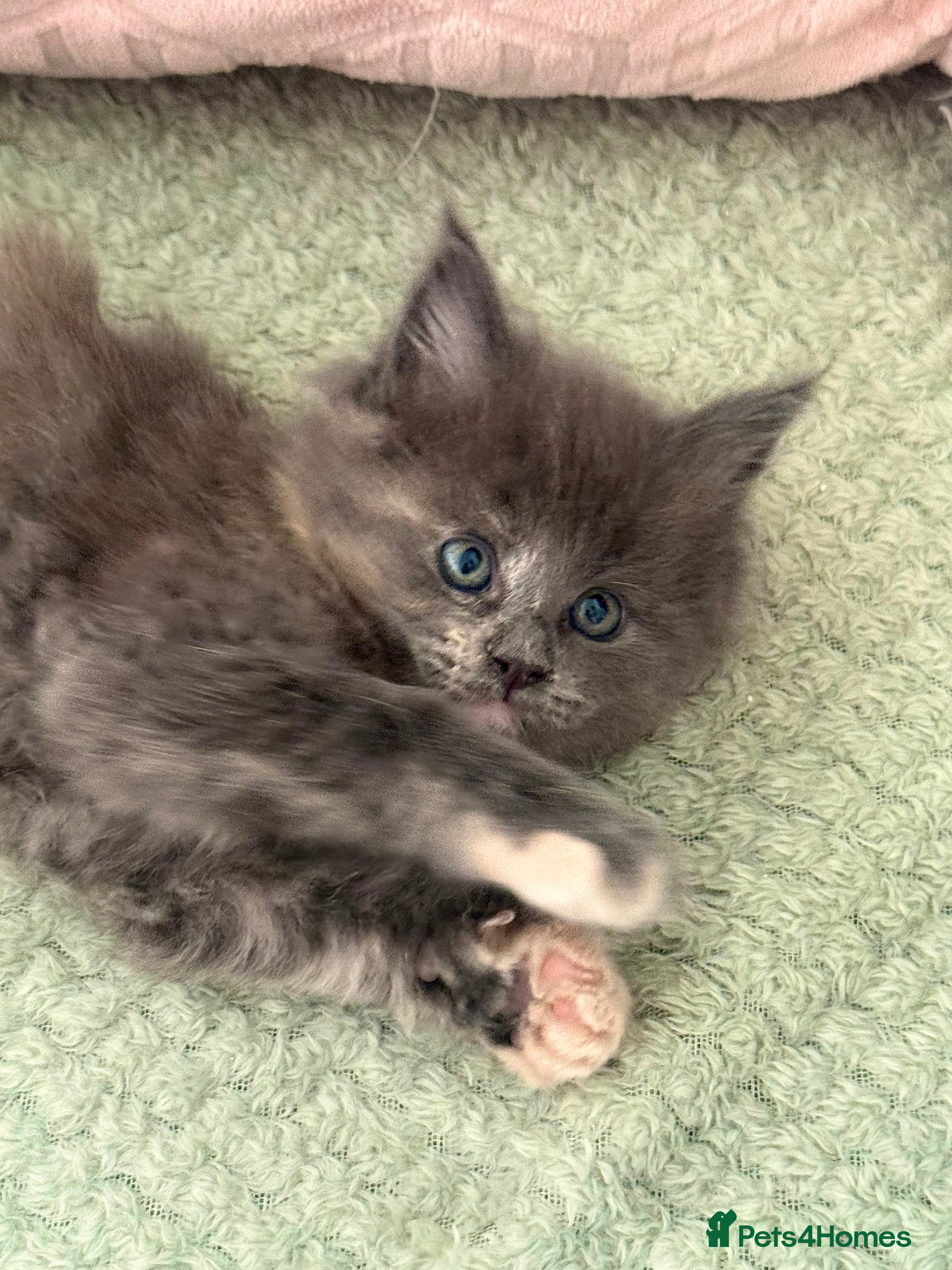 Maine Coon cats for sale: Stunning XL Maine Coon Kittens - Advert 11