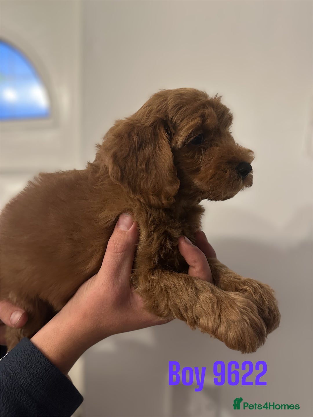 Cockapoo dogs for sale: DEEP RED COCKAPOOS READY NOW - Image 4