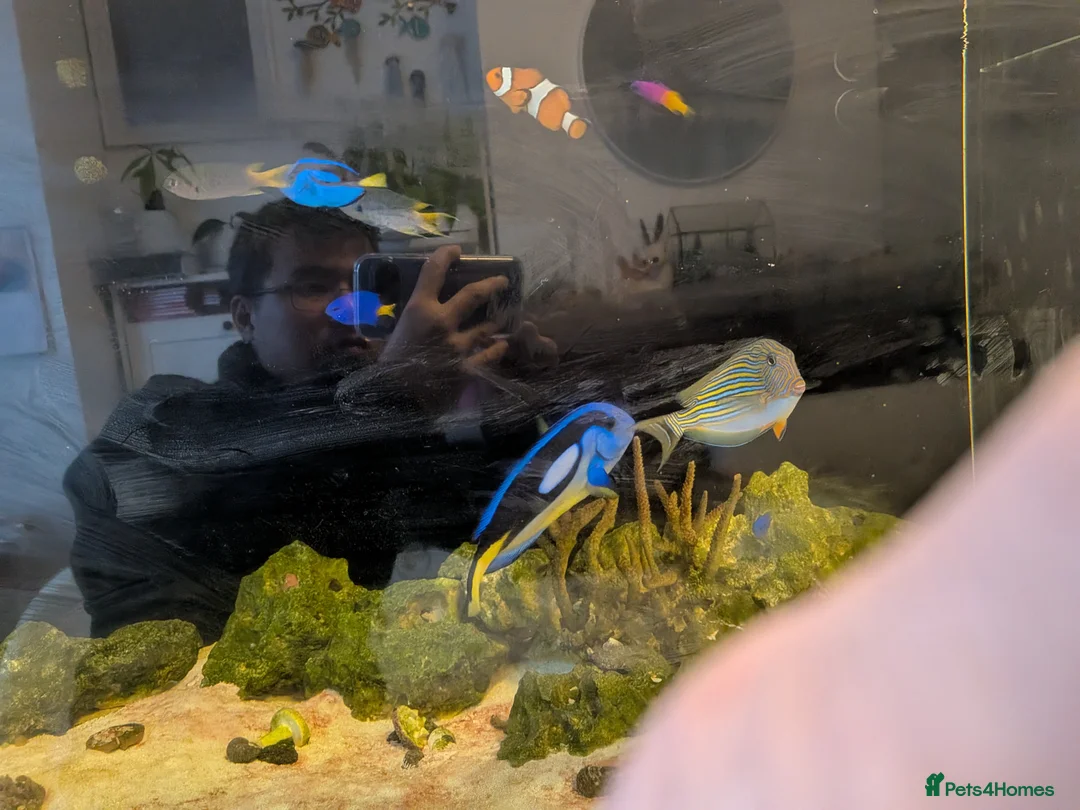 Catfish fish for sale: Sea Walter fishes for sale - Advert 2