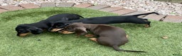 Miniature Dachshund dogs for sale: 2 Smooth Haired Minatare Dachshund Puppy Girls - Advert 9