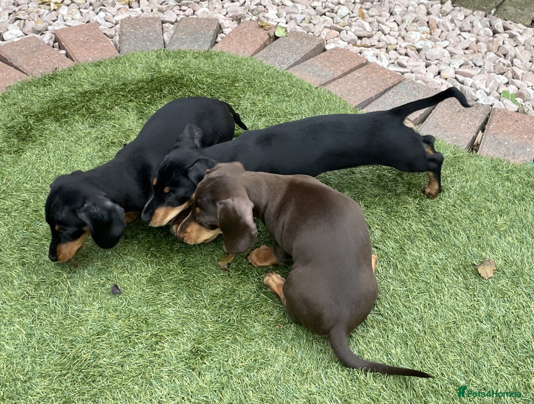Miniature Dachshund dogs for sale: 2 Smooth Haired Minatare Dachshund Puppy Girls - Advert 9
