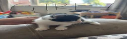 Mixed Breed cats for sale: 6 beautiful kittens  - Advert 3