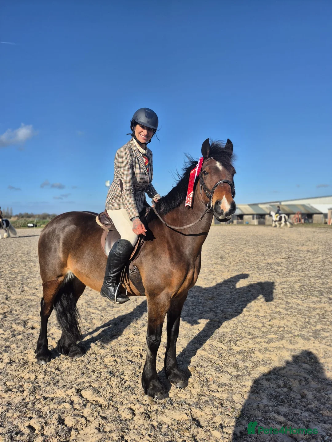 Welsh Section D horses for sale: Eye catching bay mare  in Prescot - Advert 5