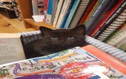 Mixed Breed cats for sale: 2 sweet kittens for sale - Advert 7