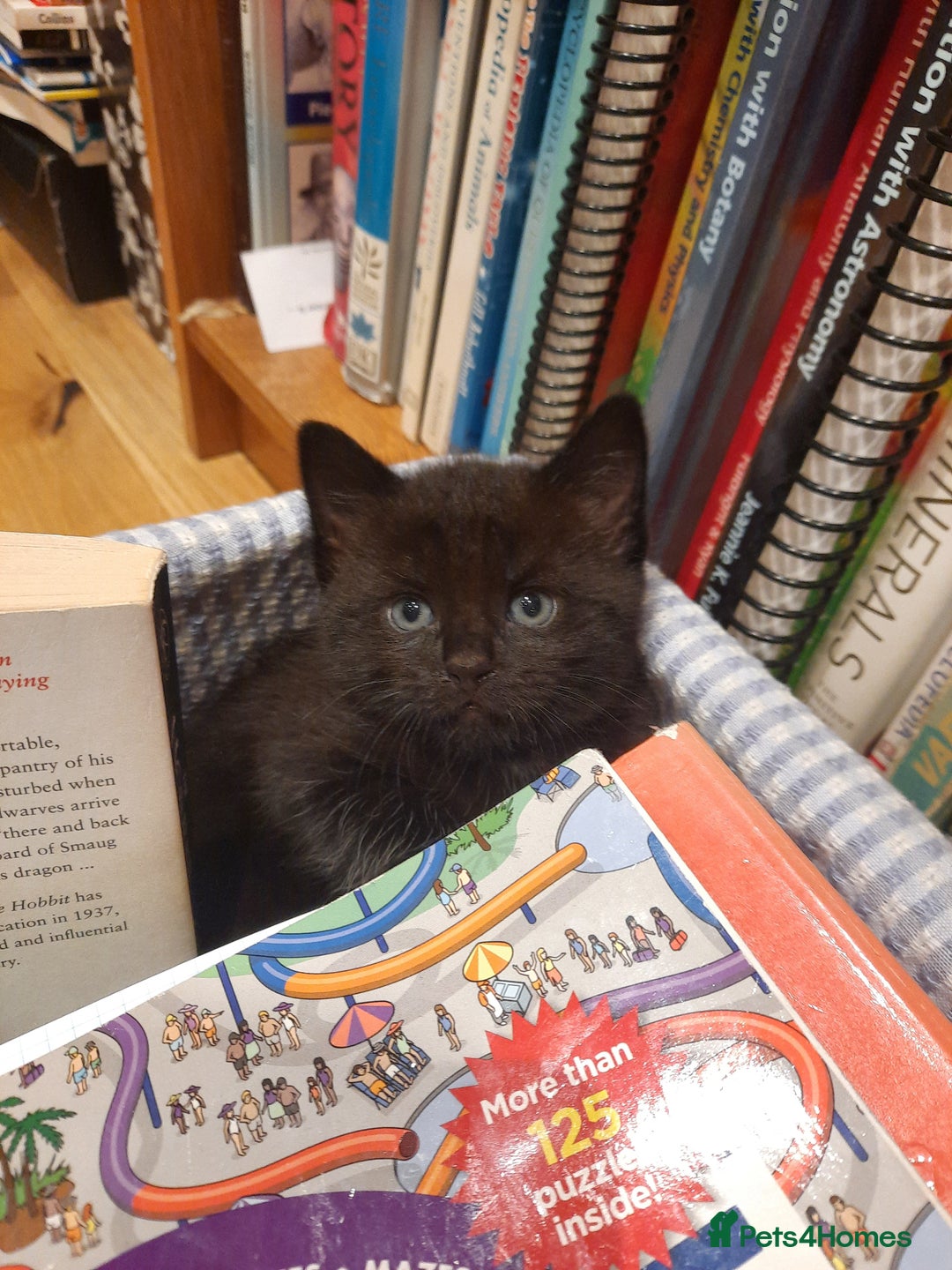 Mixed Breed cats for sale: 2 sweet kittens for sale - Advert 7