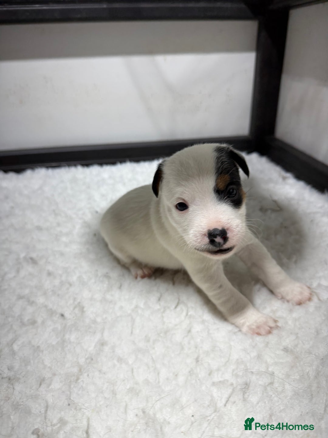 Jack Russell dogs for sale: Jack Russell Puppies - Advert 6
