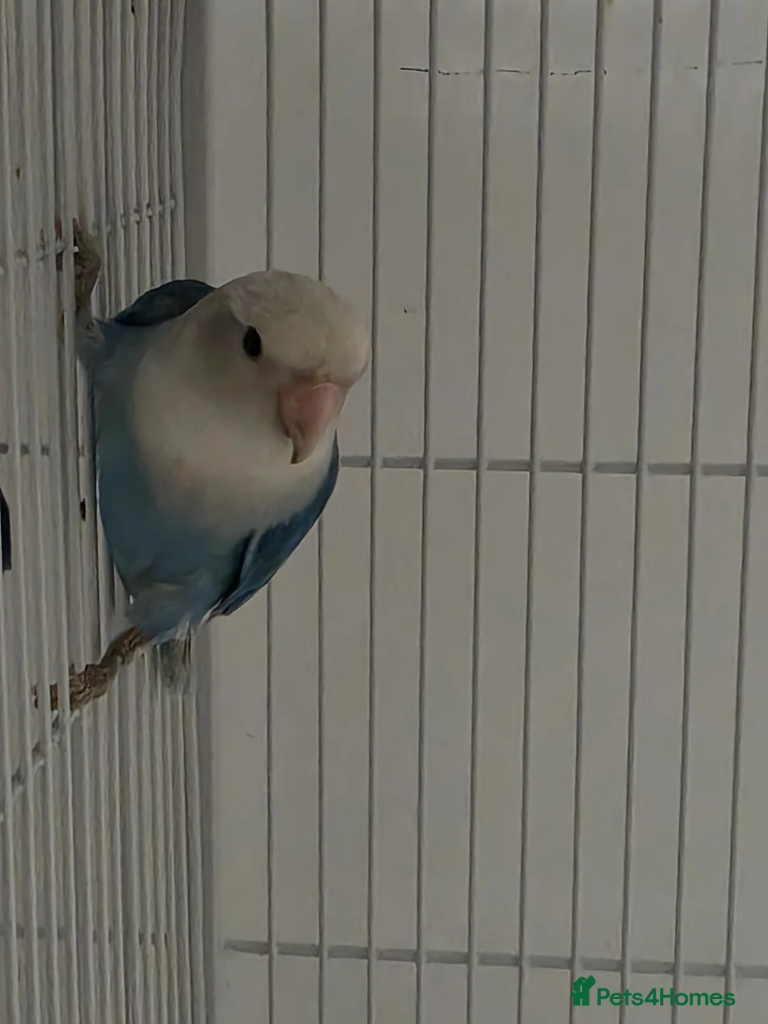 Lovebirds birds for sale: 4 blue peachface lovebirds  - Advert 2