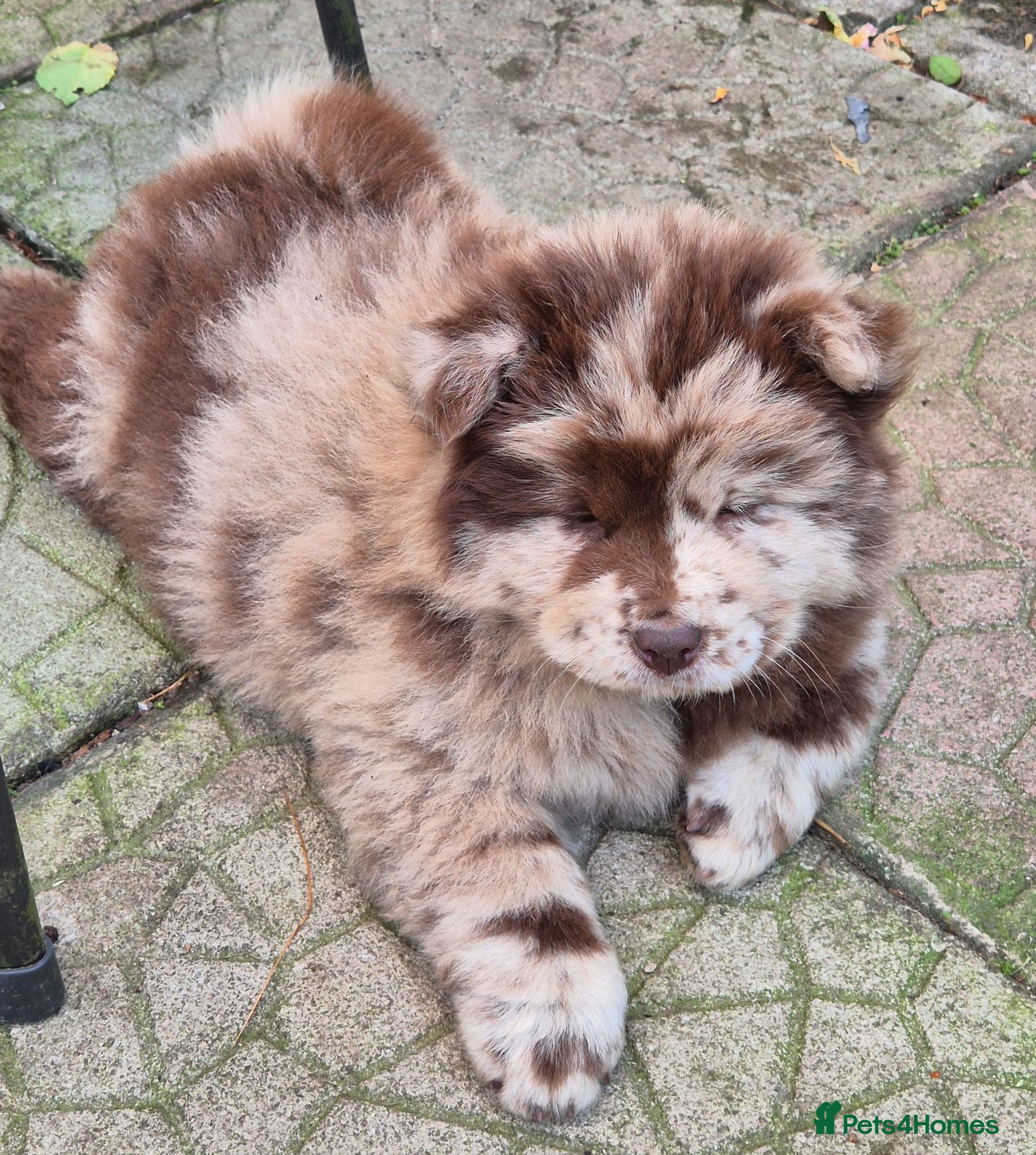 Chow Chow dogs Rare colour chow chow female puppy - Advert 4