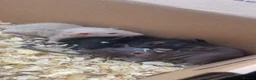Rat rodents for sale: 3 Male Dumbo Rats in Stratford-upon-Avon - Advert 1