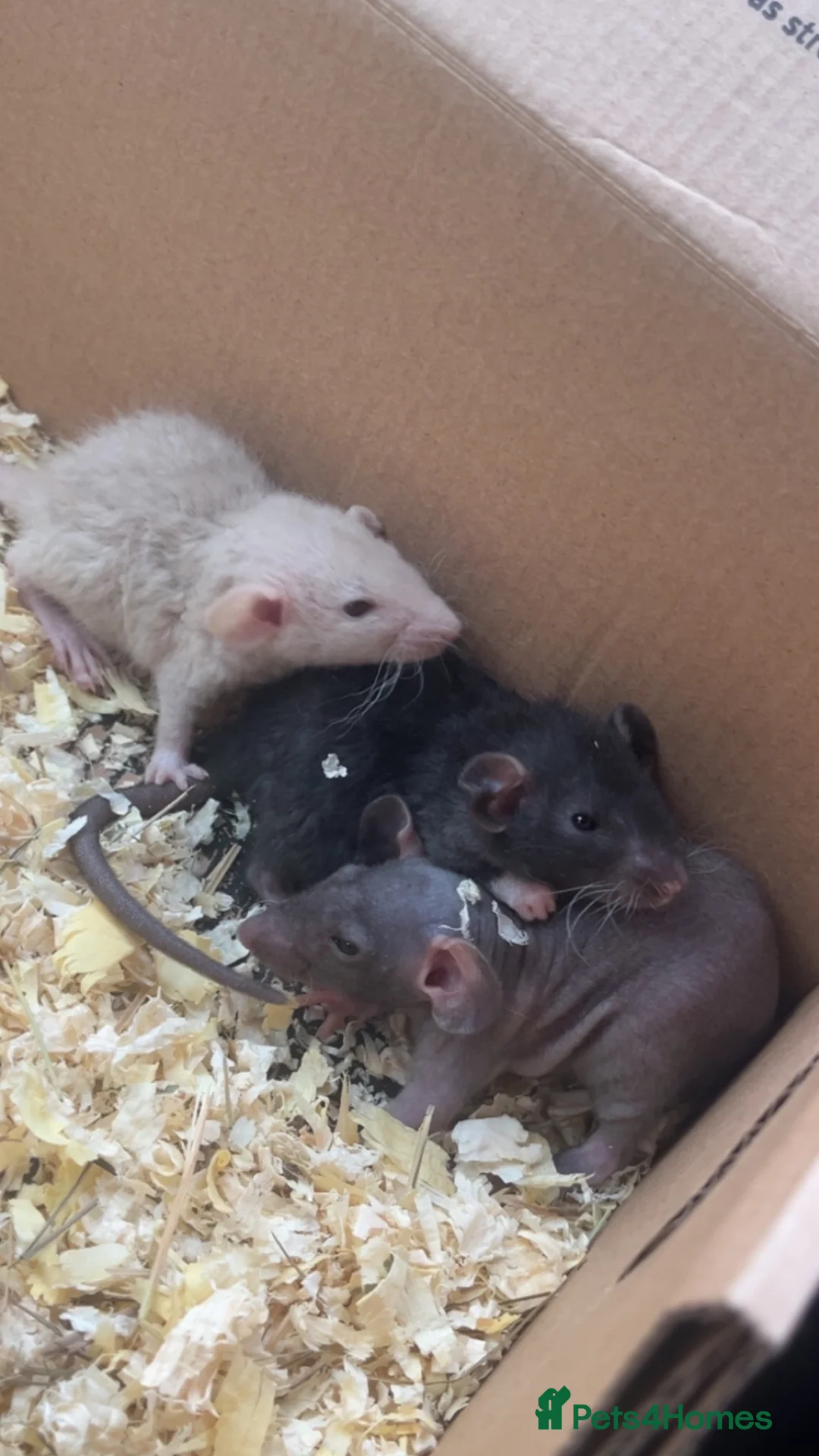 Rat rodents for sale: 3 Male Dumbo Rats in Stratford-upon-Avon - Advert 1
