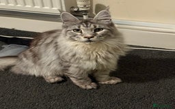 Maine Coon cats for sale: 2 x maine coon males must go together (£800 both)  - Image 10