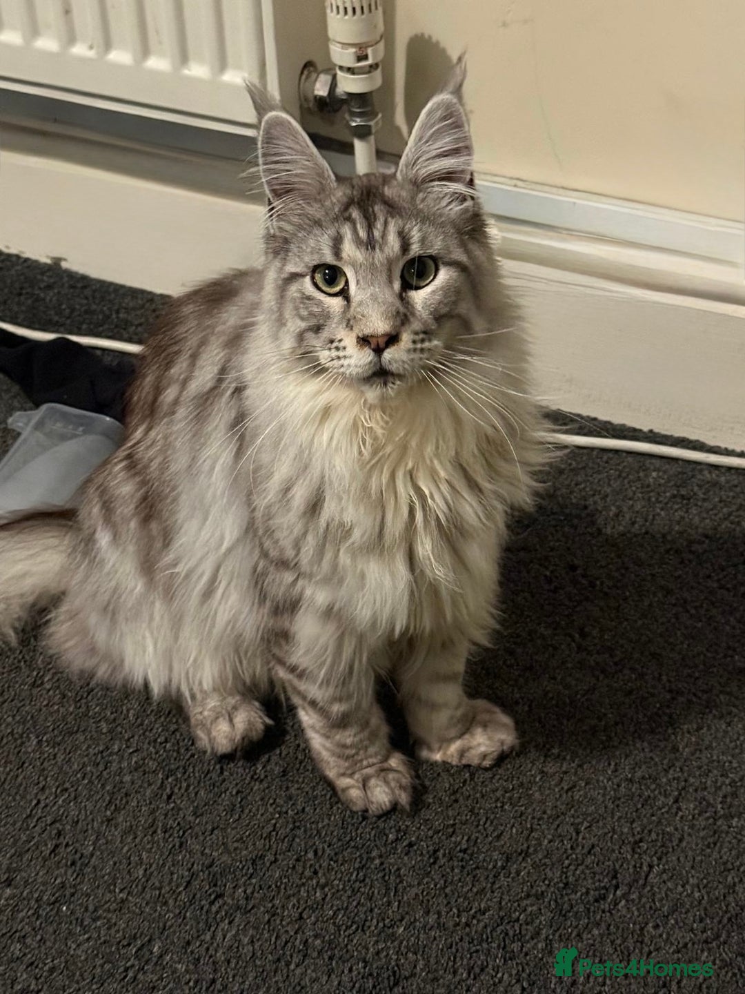 Maine Coon cats for sale: 2 x maine coon males must go together (£800 both)  - Image 10